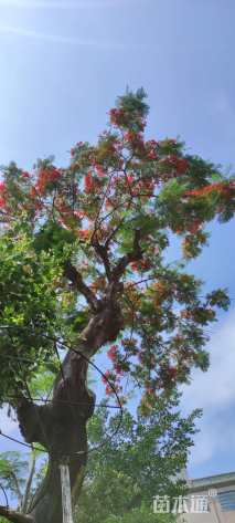 90公分凤凰木