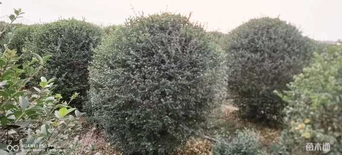 冠幅180厘米小叶女贞球