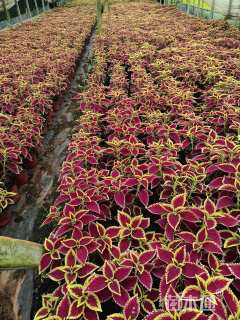 高度15厘米彩叶草