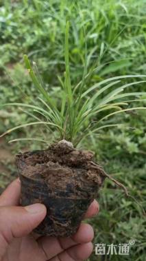 高度10厘米麦冬