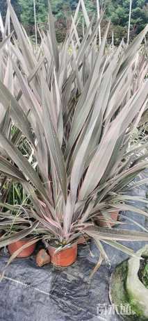 高度80厘米新西兰亚麻