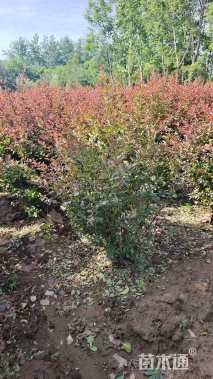 高度60厘米红叶小檗