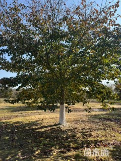 28公分染井吉野樱