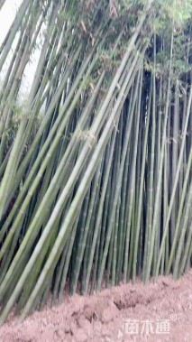 地栽苗毛竹