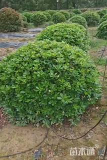 冠幅120厘米海桐球