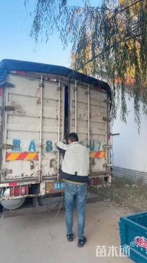 高度30厘米芙蓉菊