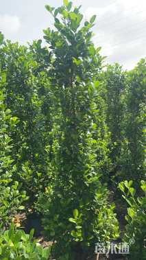 高度170厘米火山榕