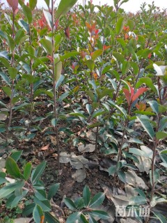 高度50厘米红叶石楠小苗