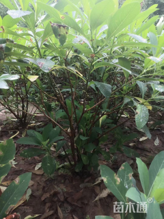 高度70厘米结香