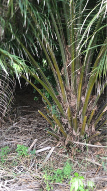 裸干高100厘米油棕