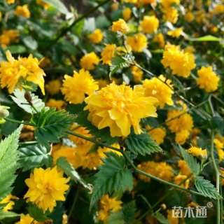 高度50厘米棣棠苗