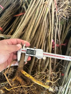 高度80厘米柏木