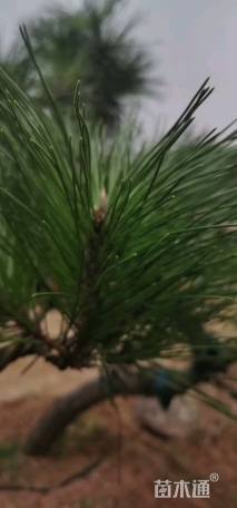 高度500厘米黑松
