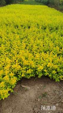 冠幅110厘米金叶女贞球