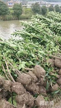 高度150厘米法国冬青