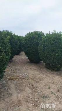 冠幅200厘米大叶黄杨球