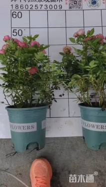 高度35厘米欧洲月季