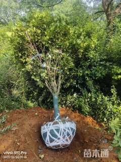 高度300厘米茶花