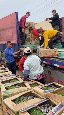 高度80厘米花叶蒲苇