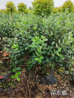 高度100厘米菲油果