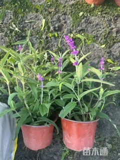 高度30厘米鼠尾草