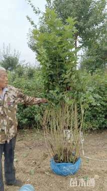 高度200厘米天目琼花