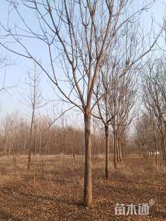 12公分黄山栾树