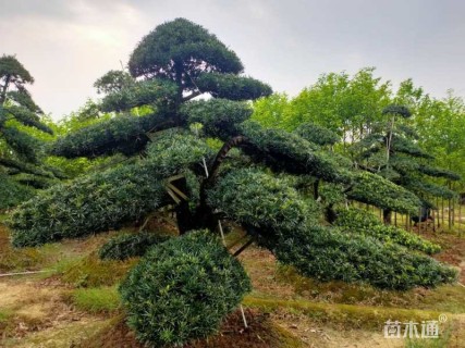 移栽苗造型罗汉松