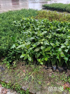 高度40厘米杜鹃