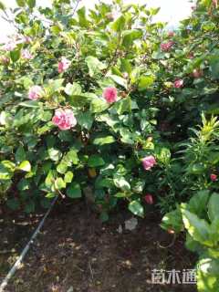 高度150厘米朱槿