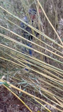 地栽苗金镶玉竹