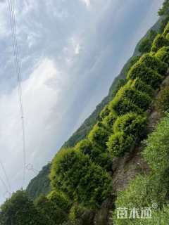 高度220厘米金森女贞柱