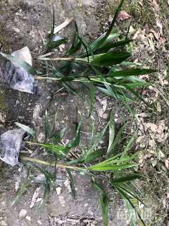 裸干高50厘米棕竹