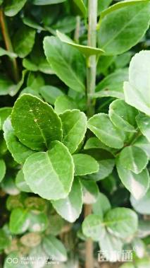 高度200厘米北海道黄杨