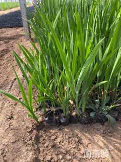 高度40厘米火星花