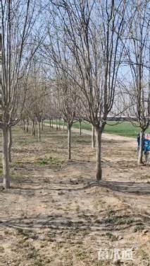 11公分西府海棠