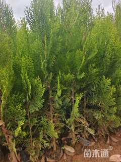 高度50厘米洒金柏