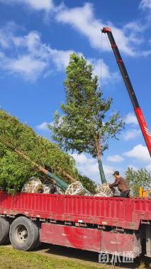 12公分金叶水杉