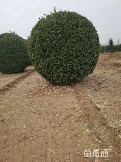 冠幅180厘米大叶黄杨球