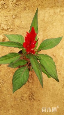 高度20厘米一支笔