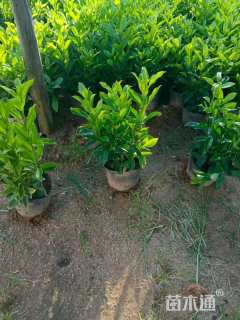 高度35厘米非洲茉莉