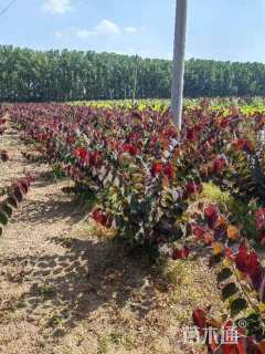 4公分紫叶加拿大紫荆