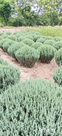 冠幅80厘米刺柏球