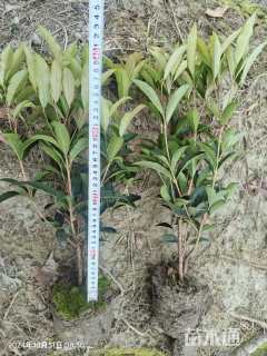 高度30厘米佛顶珠