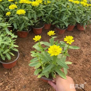 高度25厘米百日菊