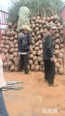 高度60厘米马尾松