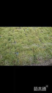 高度2厘米佛甲草