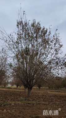 20公分绚丽海棠