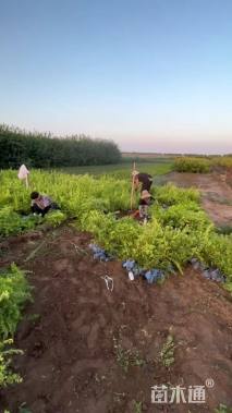 高度60厘米珍珠绣线菊