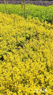 高度40厘米金叶女贞